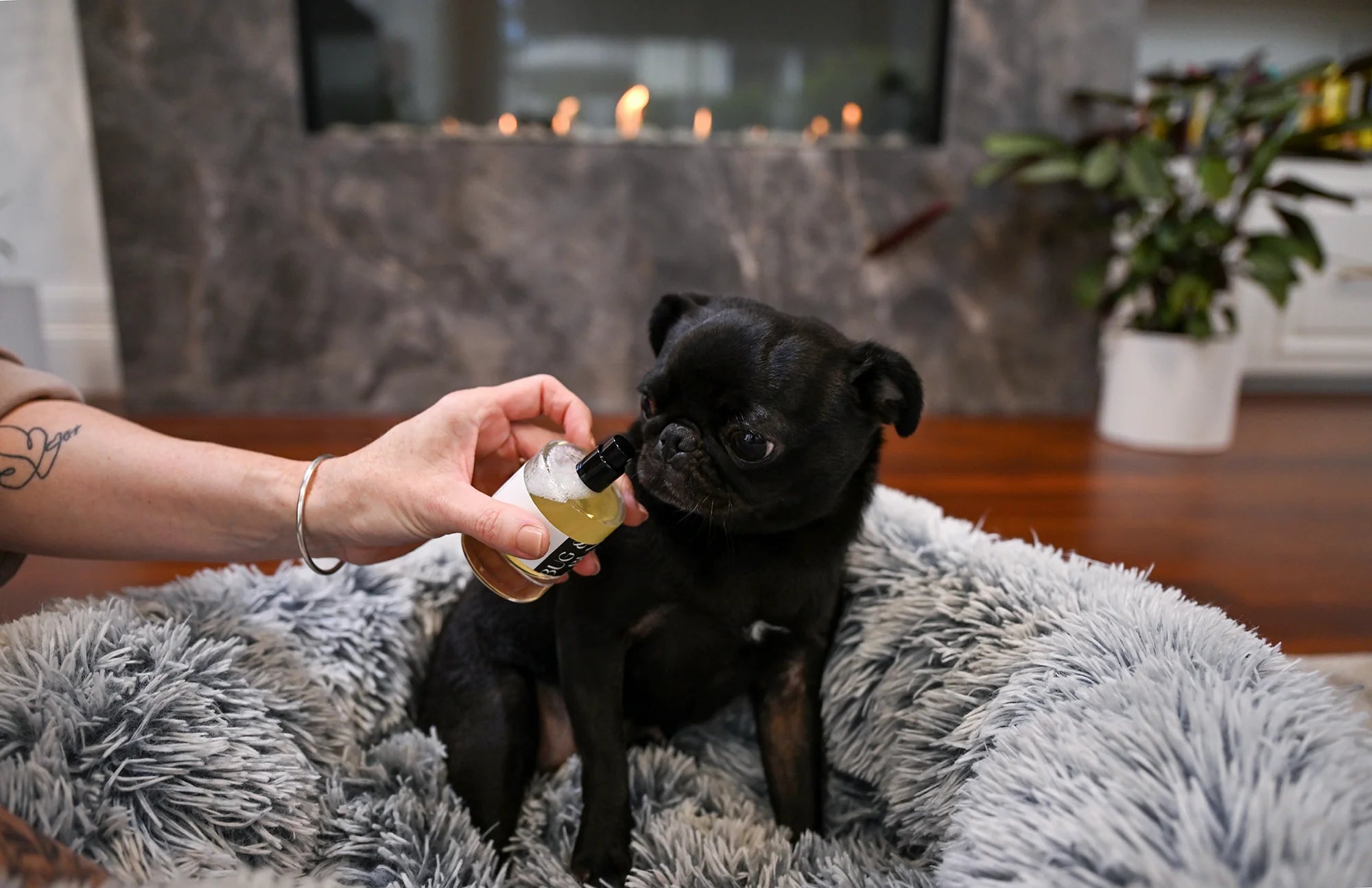 TIPS FOR APPLYING BUG & BUN DOG FRAGRANCES