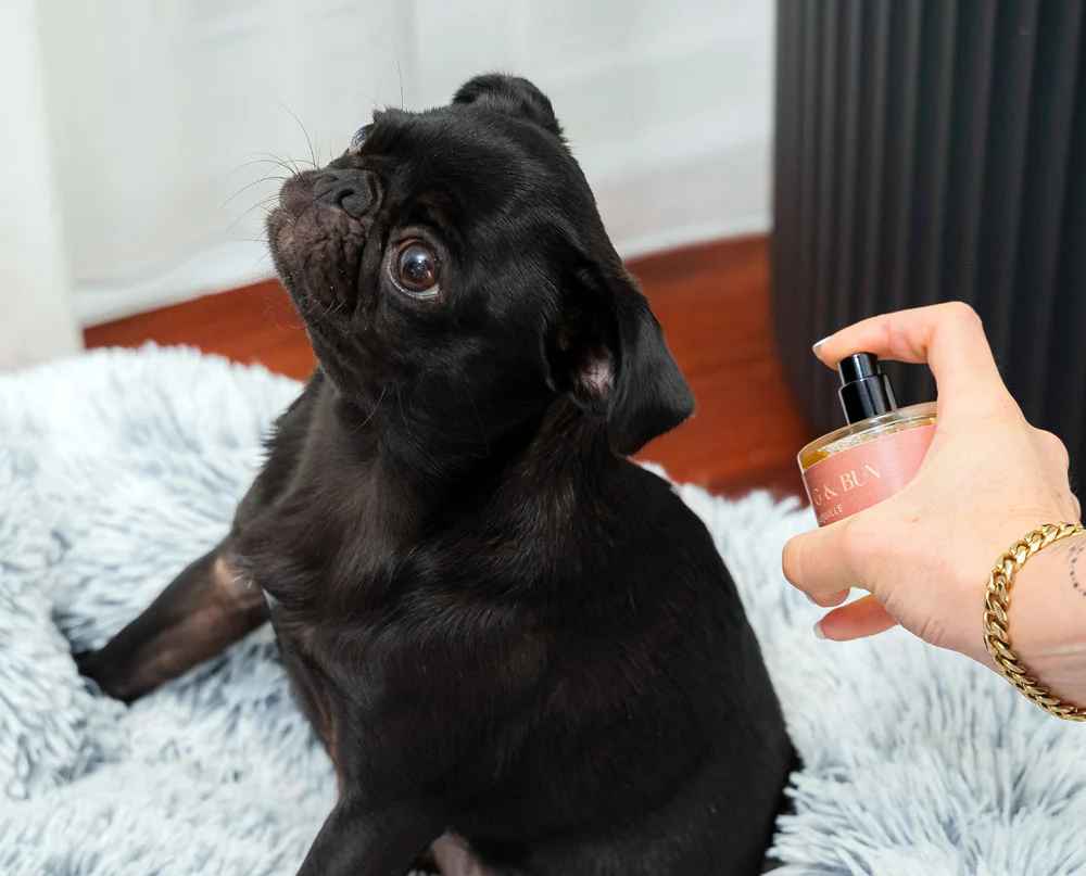Dog Fragrance — Fleur