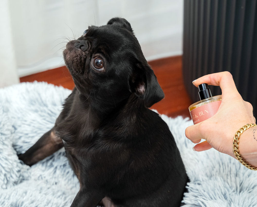 Dog Fragrance — Voyager